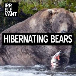 hibernating bears