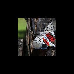 its not just you spotted lanternflies are everywhere