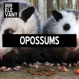 opossums