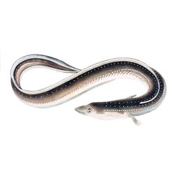 reinventing eel