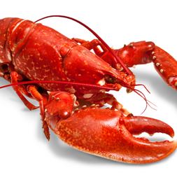 what shell cracking lobsters mysteries
